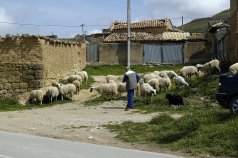 Rebaño de ovejas